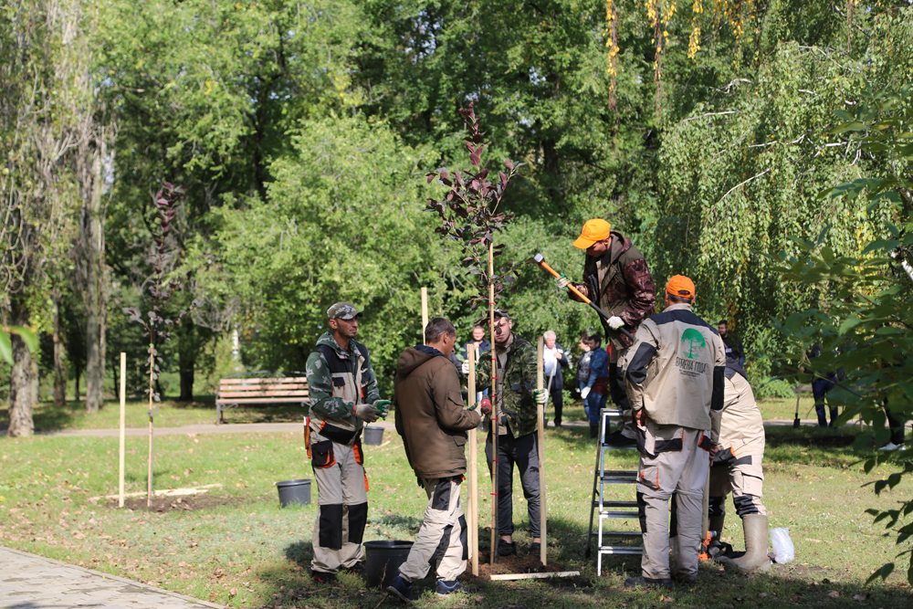 Более 30 деревьев высадили в сквере «Примирения и согласия» в Воронеже  - фото 1