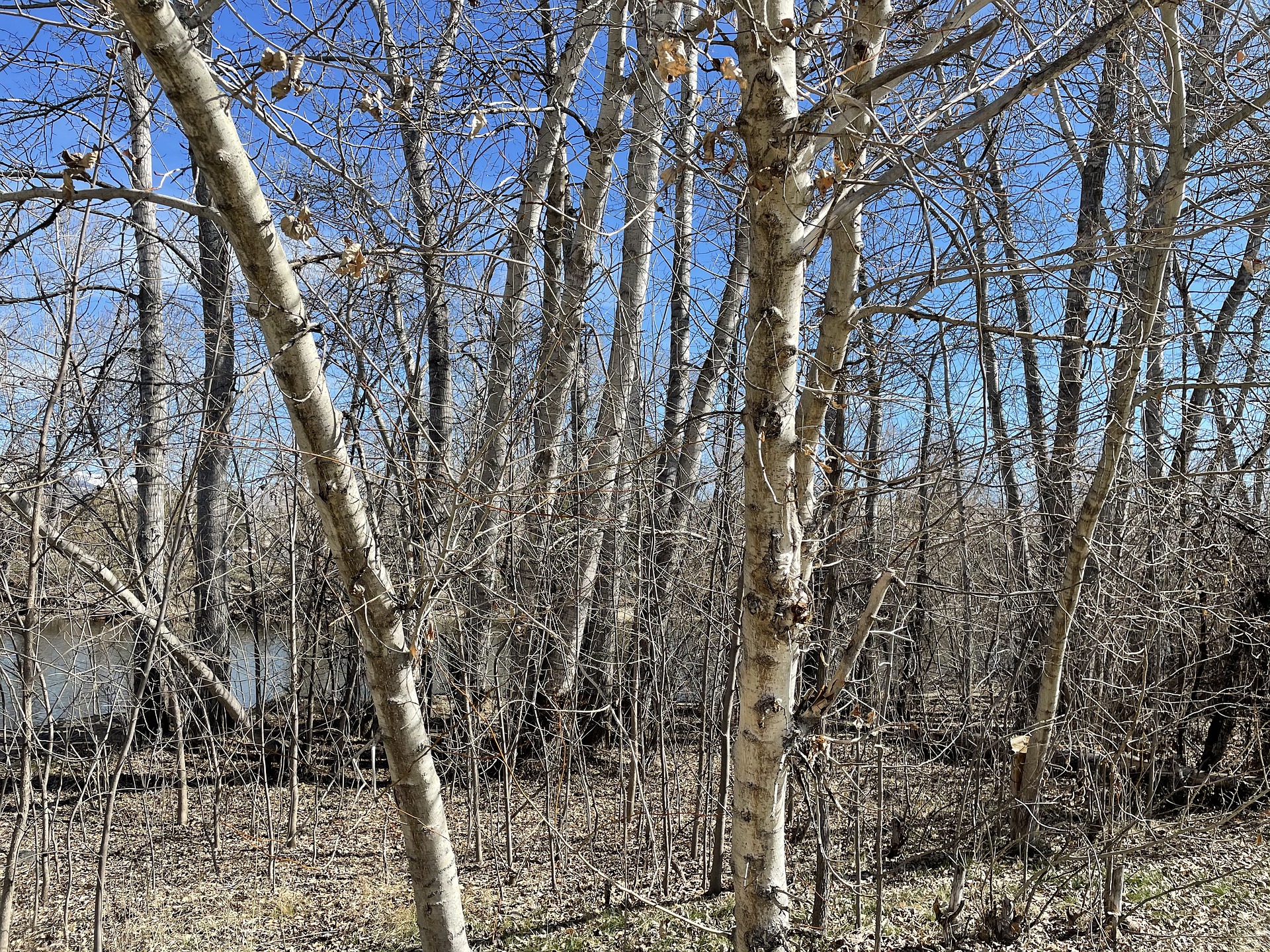 Мэрия Дзержинска заверила, что парк «Утиное озеро» не будут застраивать  - фото 1