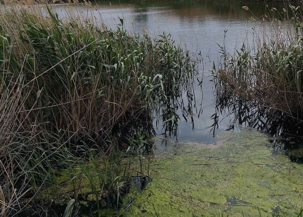 Теплоход, плотина, стадион: что выставляют на торги в Ростовской области - фото 4