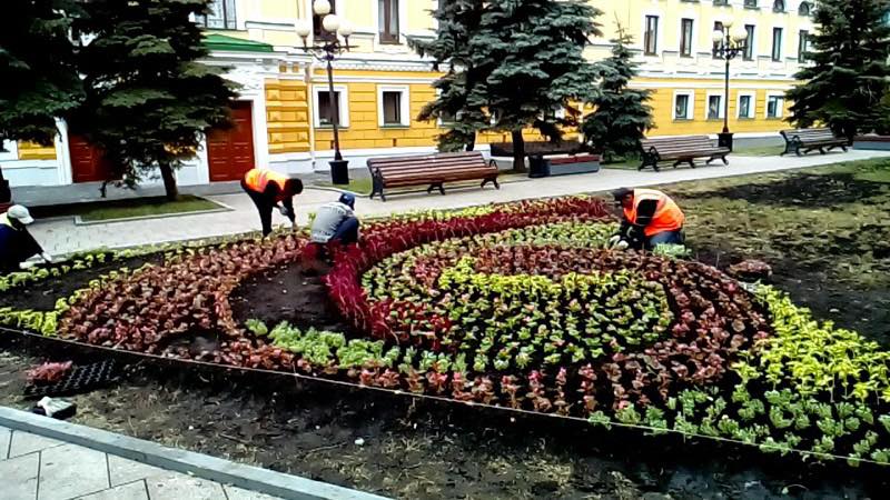 Цветники из низкорослых растений